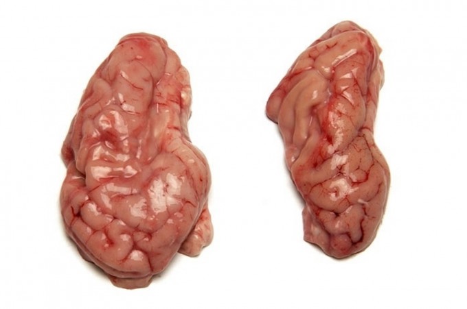 frozen-pork-brain