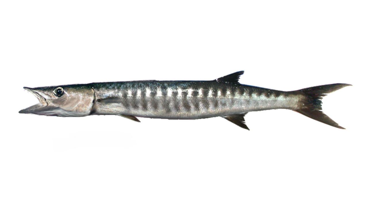 Barracuda