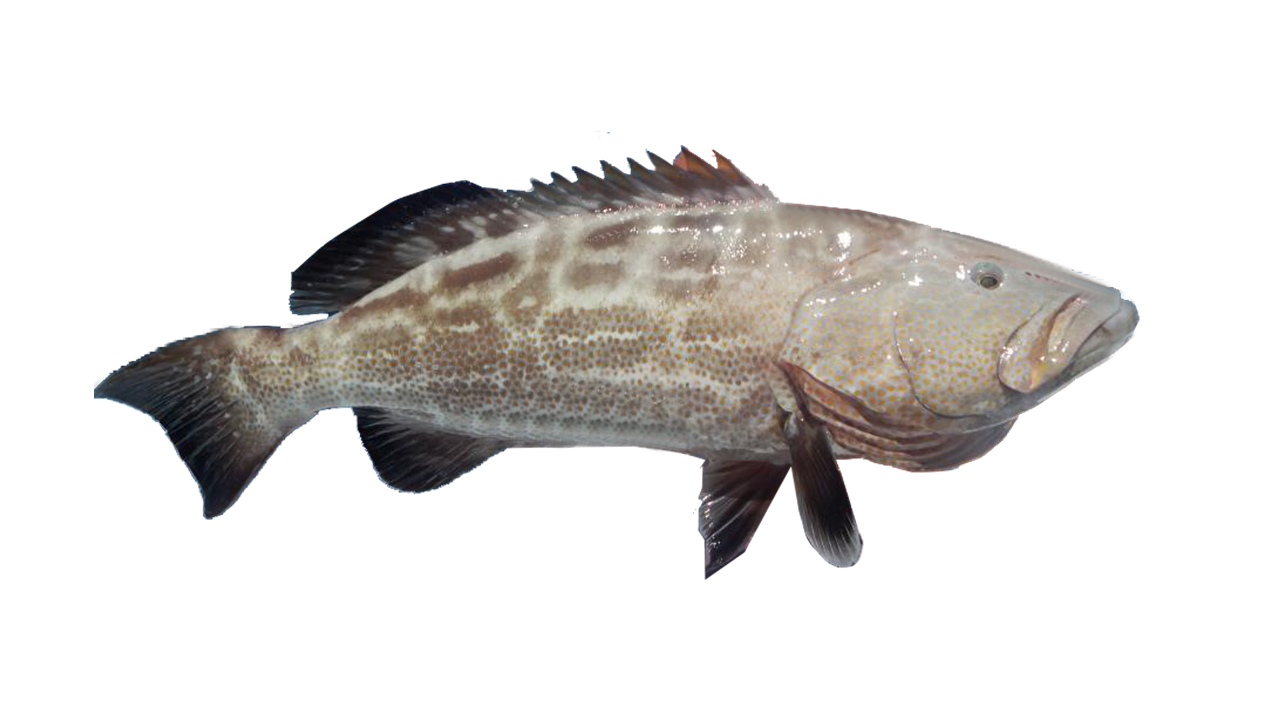 grouper