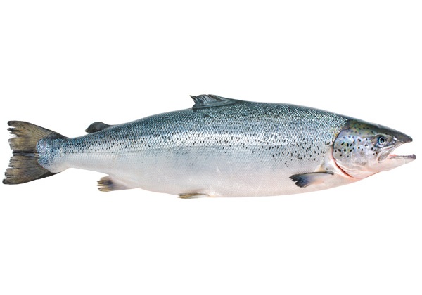 sea-salmon