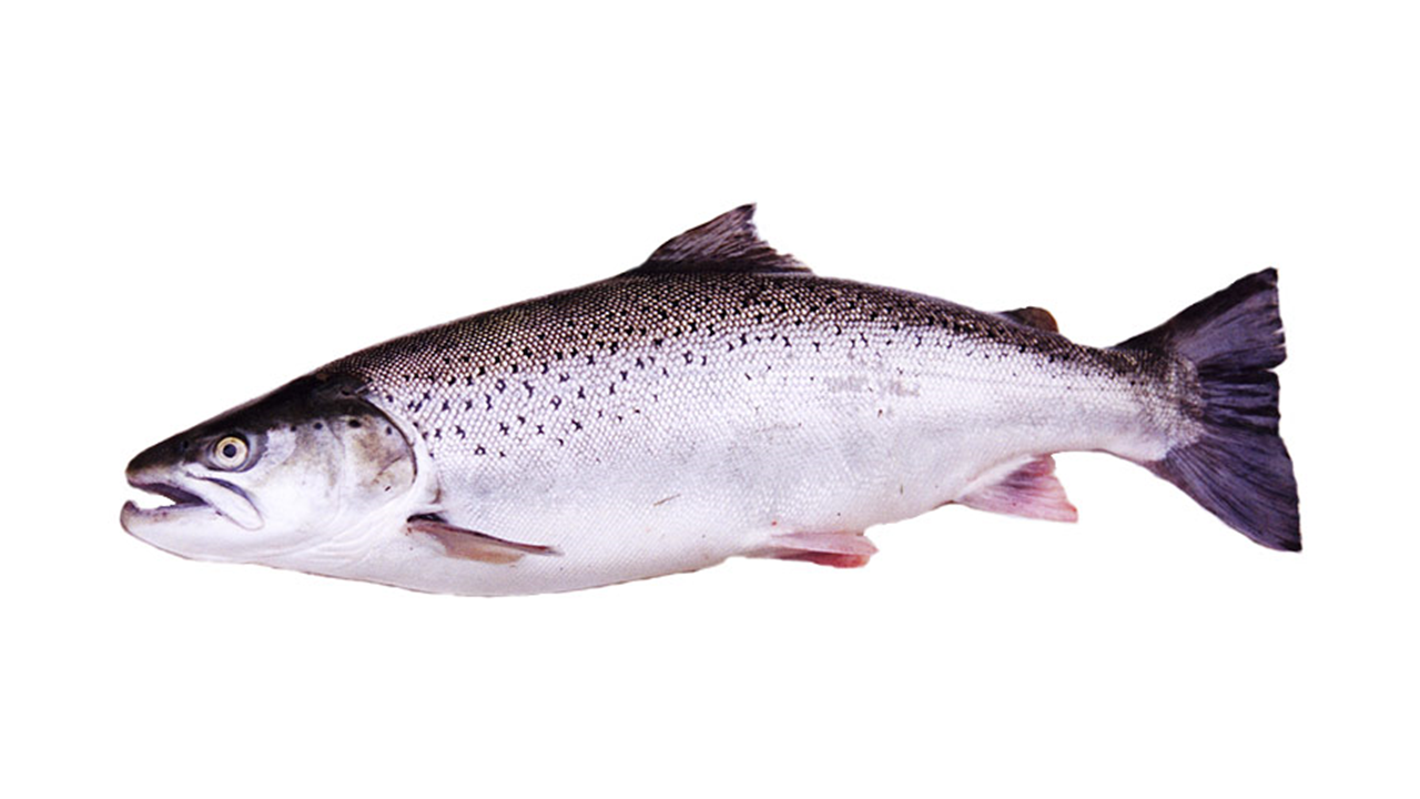 sea-trout