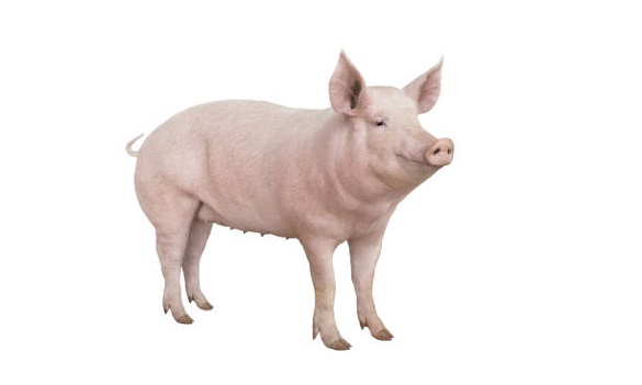 pig