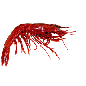 red-shrimp-