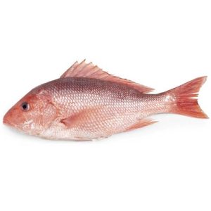 redsnapper-squared